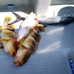 アマテラス 釣果