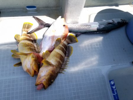 アマテラス 釣果