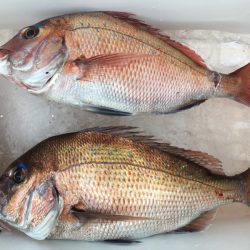 第二八坂丸 釣果