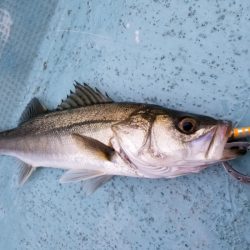 アマテラス 釣果