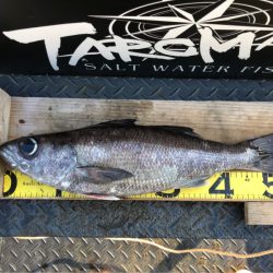 ＴＡＲＯＭＡＲＵ 釣果