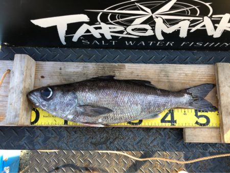 ＴＡＲＯＭＡＲＵ 釣果