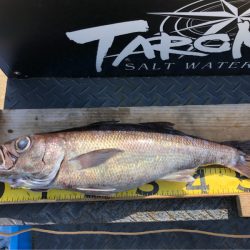 ＴＡＲＯＭＡＲＵ 釣果