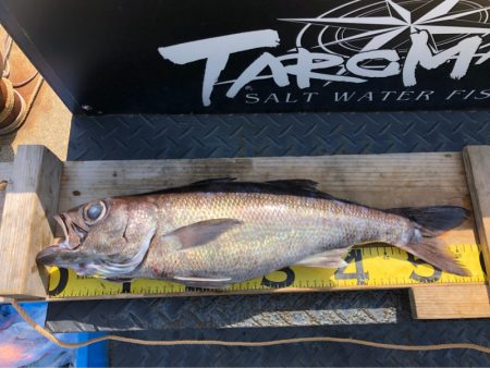 ＴＡＲＯＭＡＲＵ 釣果