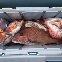 第二八坂丸 釣果