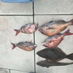 遊漁船メテオ 釣果