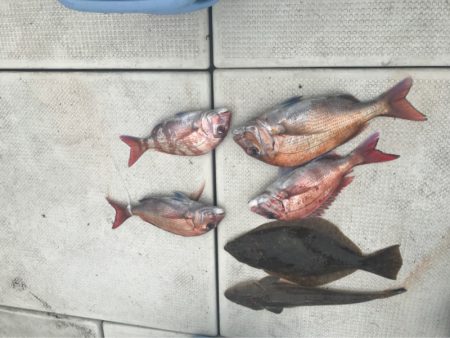 遊漁船メテオ 釣果