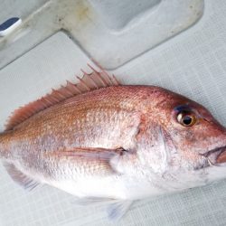 アマテラス 釣果