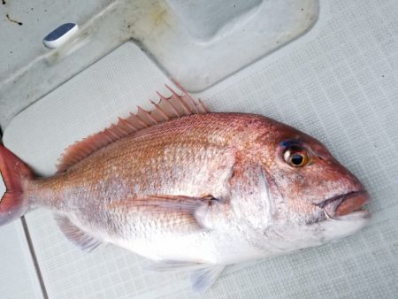 アマテラス 釣果