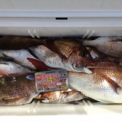 第二八坂丸 釣果