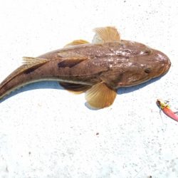 アマテラス 釣果