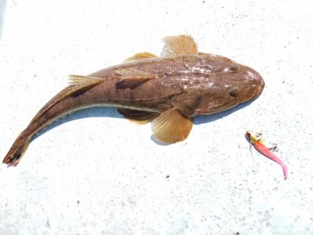 アマテラス 釣果