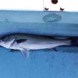 アマテラス 釣果