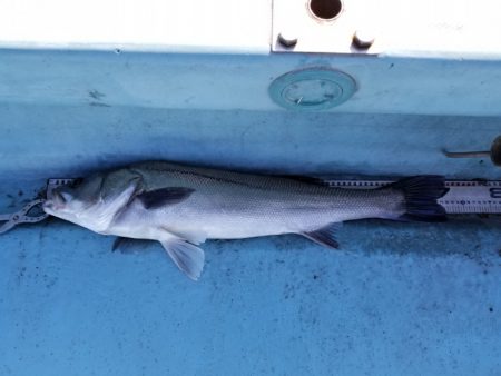 アマテラス 釣果