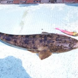 アマテラス 釣果