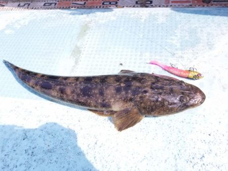 アマテラス 釣果