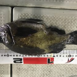 遊漁船メテオ 釣果