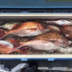 エヌスタイル 釣果