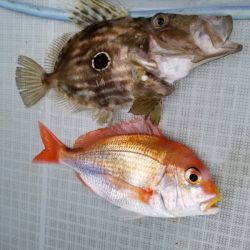 アマテラス 釣果