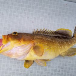 アマテラス 釣果