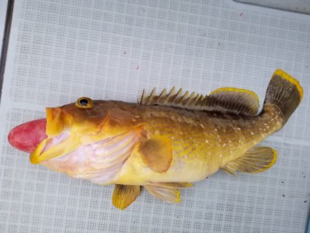 アマテラス 釣果