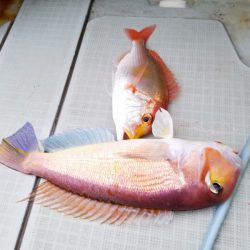 アマテラス 釣果