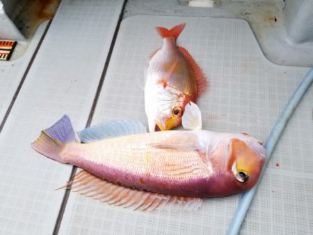 アマテラス 釣果