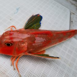 アマテラス 釣果