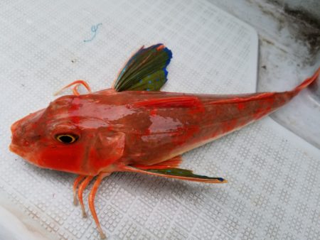 アマテラス 釣果