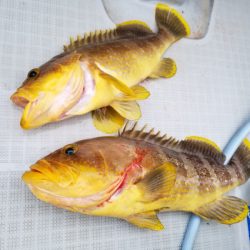 アマテラス 釣果