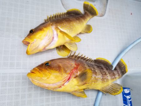 アマテラス 釣果