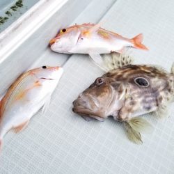 アマテラス 釣果