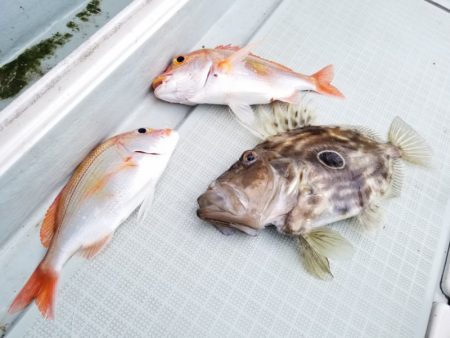アマテラス 釣果