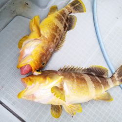 アマテラス 釣果