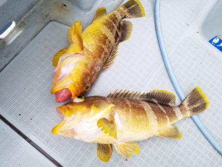 アマテラス 釣果