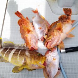 アマテラス 釣果