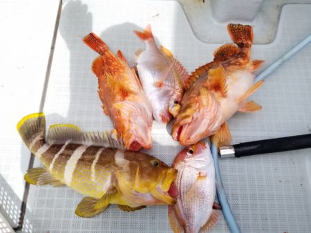 アマテラス 釣果