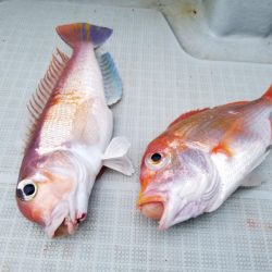 アマテラス 釣果