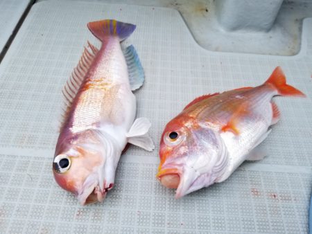 アマテラス 釣果