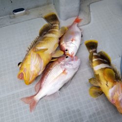 アマテラス 釣果