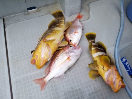 アマテラス 釣果