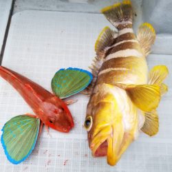 アマテラス 釣果