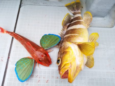 アマテラス 釣果