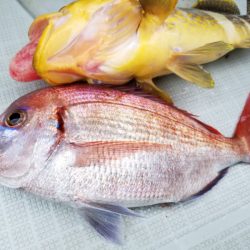 アマテラス 釣果