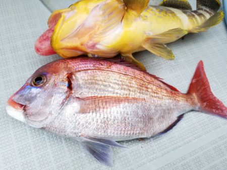 アマテラス 釣果