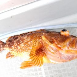 アマテラス 釣果