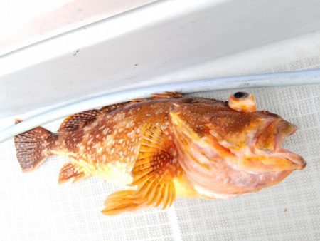 アマテラス 釣果