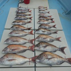 きずなまりん 釣果