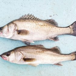 アマテラス 釣果