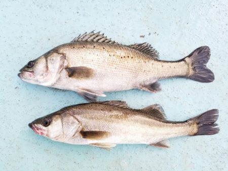 アマテラス 釣果